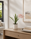 Orchid in White Ceramic Dot Pot - Pink