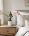 Orchid in White Ceramic Dot Pot - Pink
