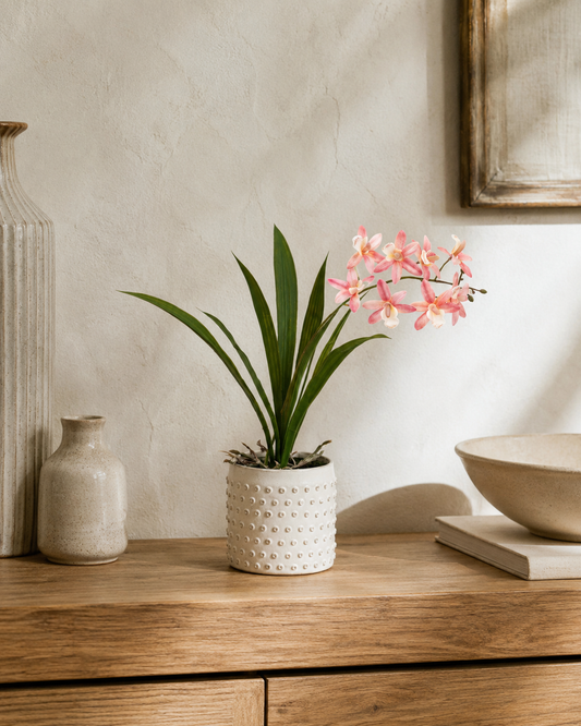Orchid in White Ceramic Dot Pot - Pink