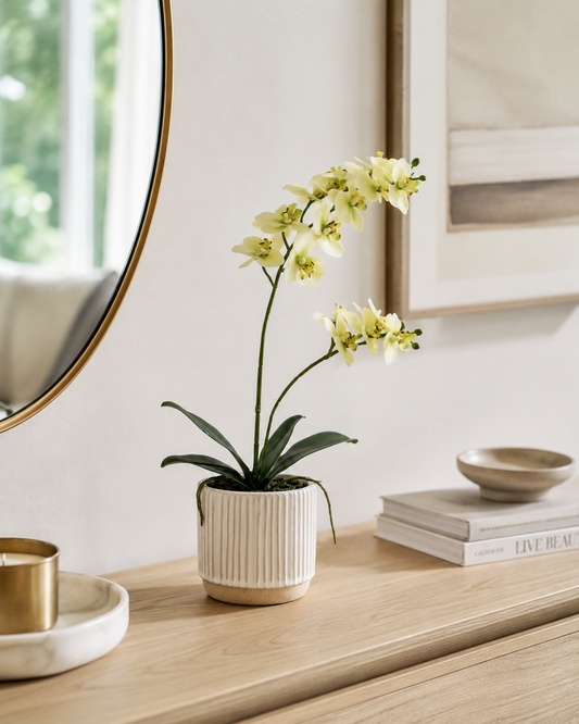 Large Orchid in Ribbed White Ceramic Pot - Cream