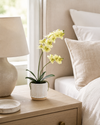 Large Orchid in Ribbed White Ceramic Pot - Cream
