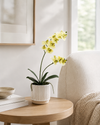 Large Orchid in Ribbed White Ceramic Pot - Cream