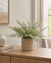 Potted Fern