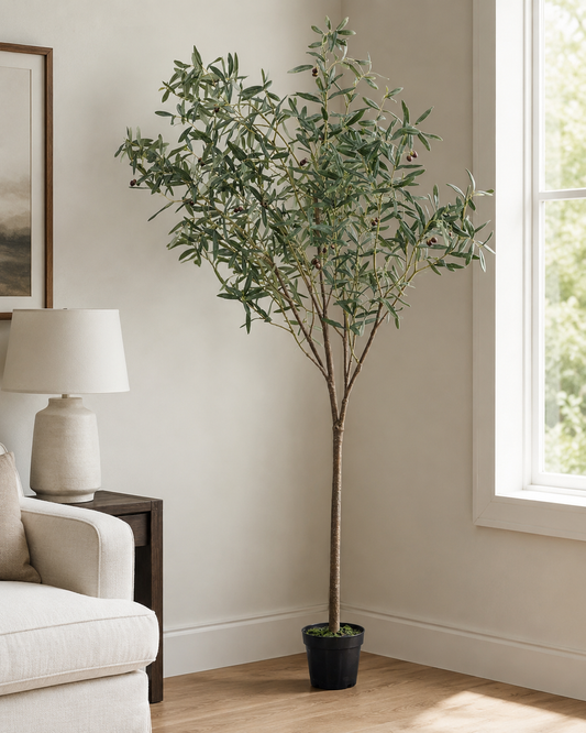 Large Olive Tree