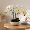 Oversized Orchid in Cement Pot