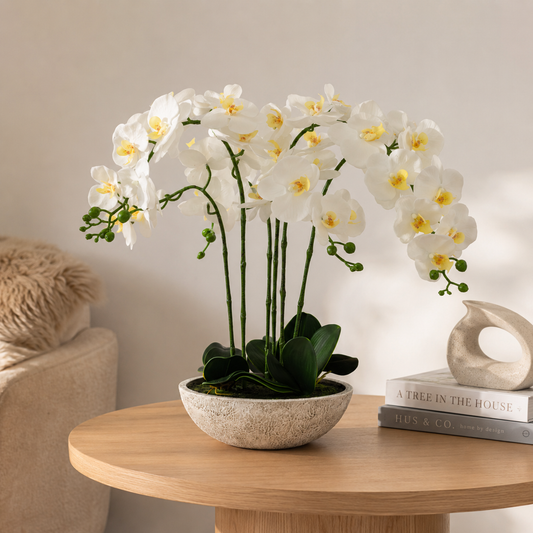 Oversized Orchid in Cement Pot