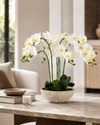 Oversized Orchid in Cement Pot
