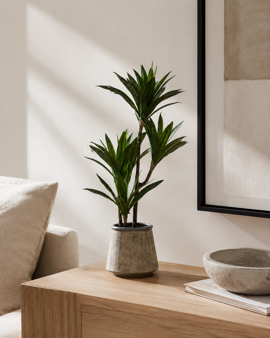 Potted Yucca Green