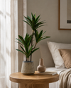 Potted Yucca Green