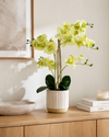 Orchid in White Ribbed Ceramic Pot