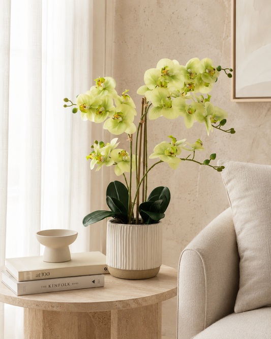 Orchid in White Ribbed Ceramic Pot