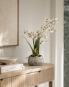 Orchid in Low Ceramic Pot