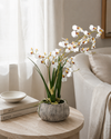Orchid in Low Ceramic Pot
