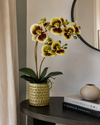 Orchid Multicolour in Moss Ceramic Dot Pot