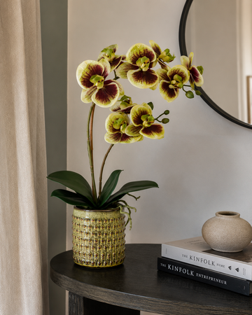 Orchid Multicolour in Moss Ceramic Dot Pot