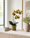 Orchid Multicolour in Moss Ceramic Dot Pot