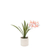 Orchid in White Ceramic Dot Pot - Pink