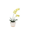 Large Orchid in Ribbed White Ceramic Pot - Cream