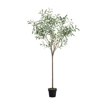Small Olive Tree — product shot
