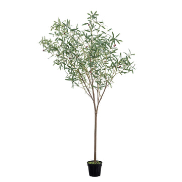 Large Olive Tree — product shot
