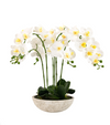 Oversized Orchid in Cement Pot