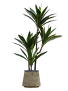 Potted Yucca Green