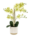 Orchid in White Ribbed Ceramic Pot