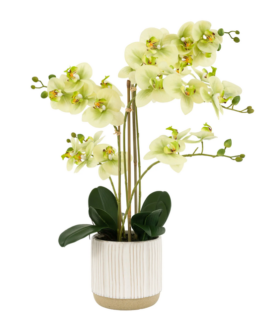 Orchid in White Ribbed Ceramic Pot