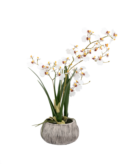 Orchid in Low Ceramic Pot