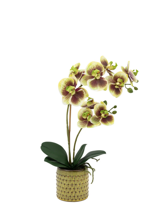 Orchid Multicolour in Moss Ceramic Dot Pot