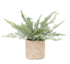 Potted Fern